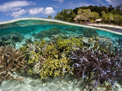 Coral reef in focus with shoreline in distance, Solomon Islands