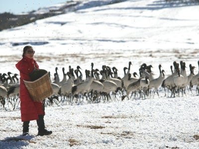 Woman in red coat feeding black-necked cranes on a snowy landscape
