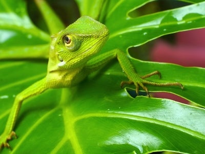 Borneo calot on a leaf