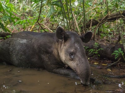 Tapir in a pool of water