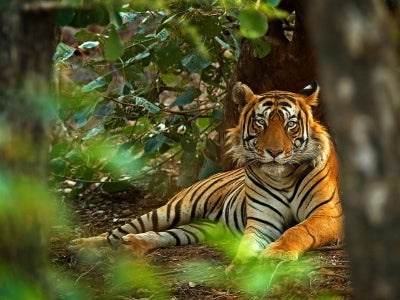 Bengal tiger laying down, seen through the forest