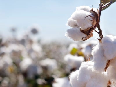 Close-up of cotton in a field