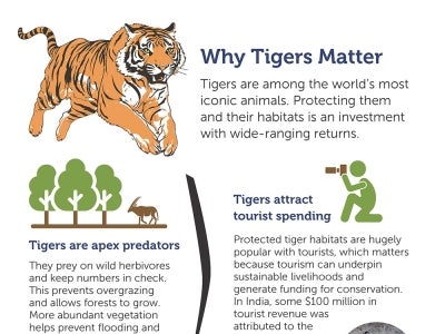 Infographic about the tiger