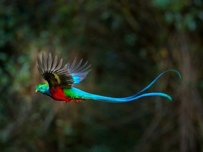 Flying Resplendent Quetzal, Pharomachrus mocinno, Costa Rica, with green forest in background. Magnificent sacred green and red bird. Action flight moment with Quetzal, beautiful exotic tropic bird.