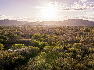 Forested drylands with mountains in the background and a sunset. Caatinga, Brazil