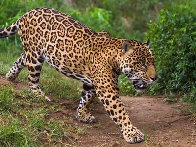 Jaguar walking through jungle