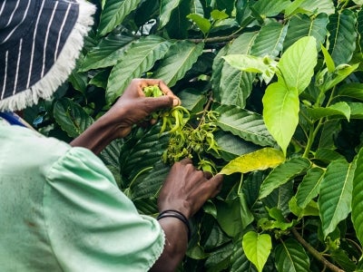 Person harvesting essential oil plant in Madagascar