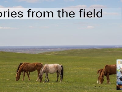 Horses on steppes of Kazakhstan