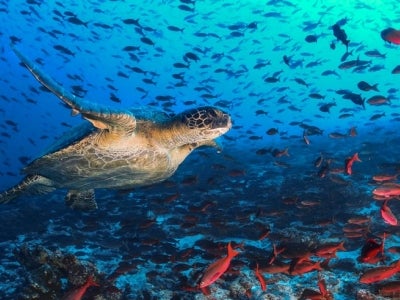 Sea turtle swimming near fish in deep blue ocean background