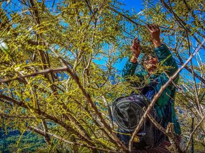 Local communities in Bhutan possess a vast amount of traditional knowledge, including how to grow, harvest, and use over 200 types of medicinal plants.