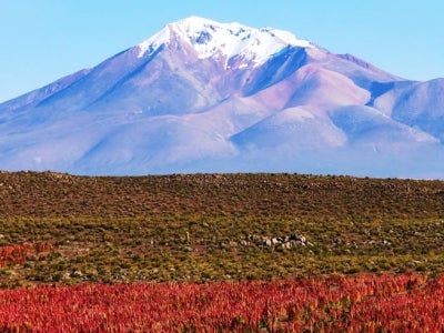 Quinoa field in Bolivia with snow-capped mountains in background