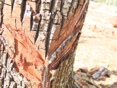 La savia de un árbol Chico Zapote se cosecha para hacer goma de mascar. El árbol Chico Zapote también es cosechado por su madera. El FMAM y sus asociados apoyan a la comunidad de Noh-Bec para gestionar estos bosques de manera sostenible. Foto: Sarah A. Wyatt.