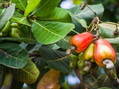 Beautiful ripe cashews on a tree branch. Photo: Luciano Queiroz/Shutterstock.  