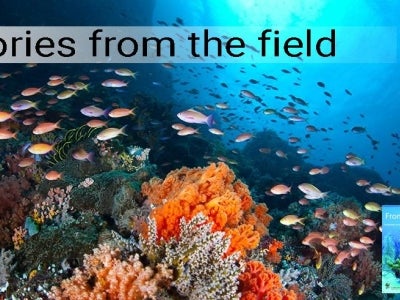 Underwater shot of coral reef near North Sulawesi, Indonesia