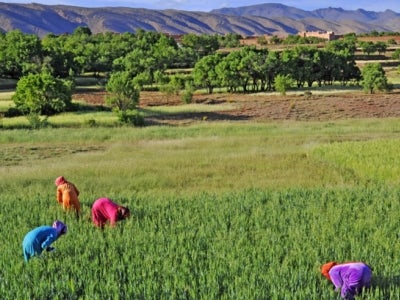 Productive desert agriculture in Morocco