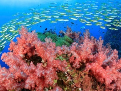 Fish swimming near pink coral with blue underwater background