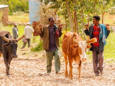 Ethiopian farmers walking with cattle