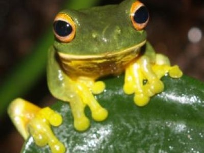 Frog_5.jpg