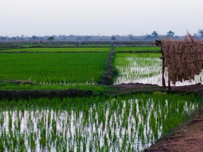Rice field and hut in Gambia.