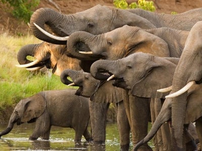 Line of elephants drinking at a watering hole