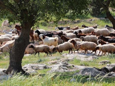 Sheep grazing behind shade trees