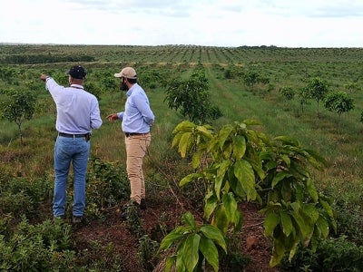 Two people in a field of cacay trees in Colombia
