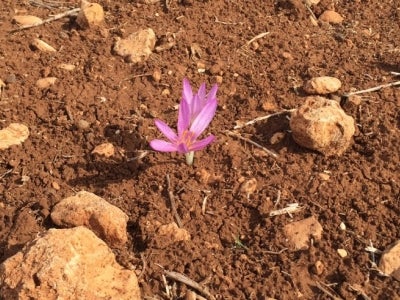 A flower grows in the Moroccan soil