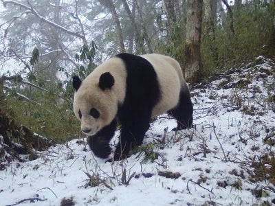 Giant panda walking through the snow