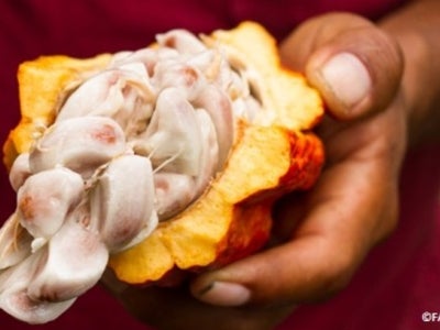 Hand holding fresh cacao fruit