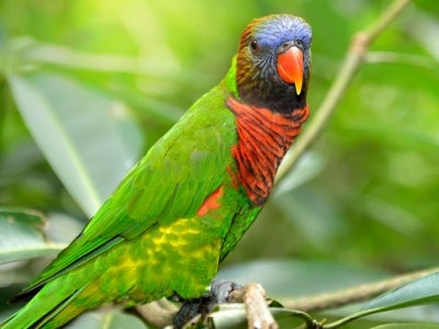 rainbow lorikeet sitting on a branch with green forested background