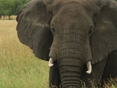 Poaching and the Illegal Wildlife Trade Crisis