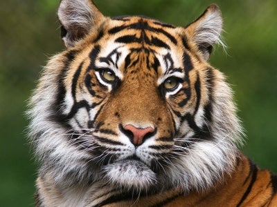 GEF and UNDP Tiger conservation efforts in Asia.