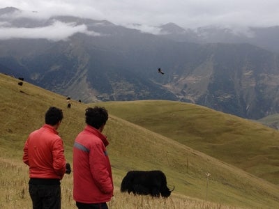 Chinese villagers looking out over a backdrop of mountains with buffalo grazing and an eagle flying nearby.
