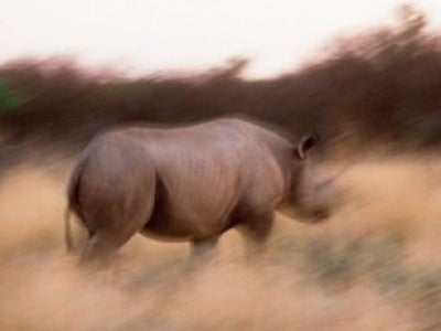 Rhino_5.JPG