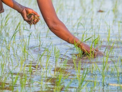 A resident of Enato village on the fringes of Madagascar’s Tsitongambaraika protected area tends to her rice paddy.