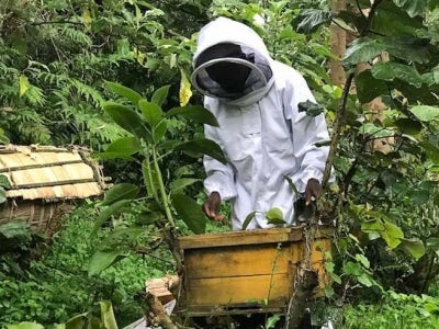 Beekeeper in Rwanda forest working on beehive
