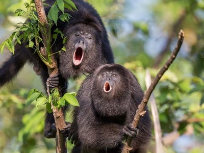 Belize’s howler monkeys live safely in a sanctuary, thanks to UNDP’s Small Grants Programme. Photo: Wildtracks