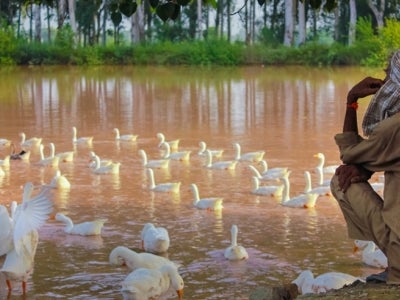 Man sits next to pond in India near ducks and looks out over water. 
