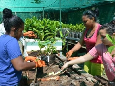 Workers participate in training on the preparation of young trees in a nursery setting