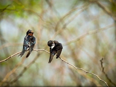 birds in Sri Lanka's Bundala National Park