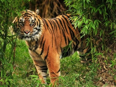 Tiger in bamboo grove