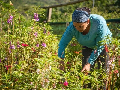 Woman tending to a field of flowers, Costa Rica