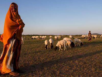 Ethiopian woman watching over sheep flock at sunset