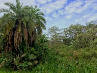 Uganda forest