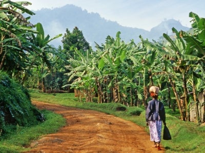 Woman walks to market through banana field in Uganda