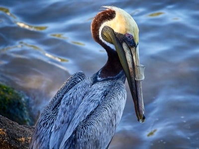 Pelican with plastic stuck on beak