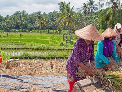Women farmers in Indonesia havest rice