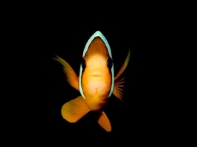 _DSC2478-2_clown_fish_di_coral_farm_5.jpg