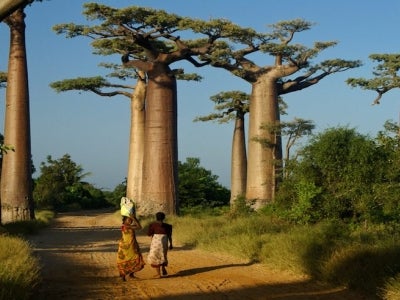 Two women walk home from market in late afternoon through the Avenue des Baobabs in Madagascar.