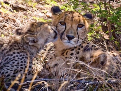 Cheetah in Namibia